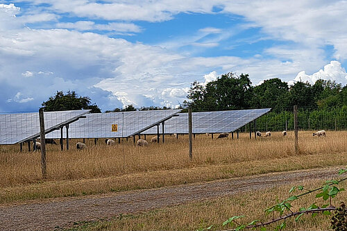 Sheep and solar panels