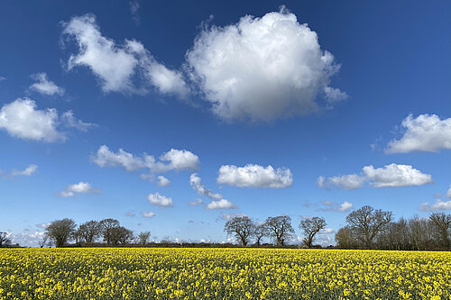 Photograph of a big blue sky with a few clouds, and a field of yellow crops