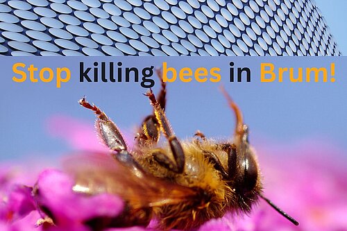 Bees on a flower by the Bullring