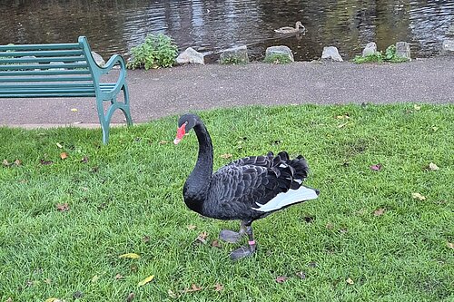 image of black swan